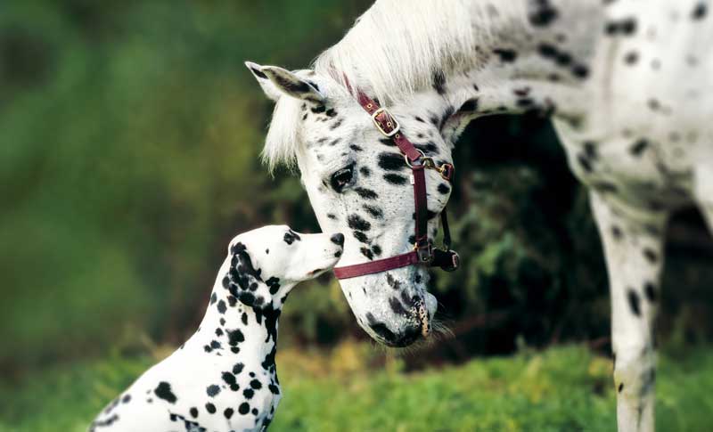 Ein Dalmatiner und ein Pferd, das dem Dalmatiner in seiner Fleckenmusterung ähnelt, teilen gemeinsam ein idyllisches Abenteuer in der Natur. Ein faszinierendes Duo, das den Charme von Pferd und Hund vereint.
